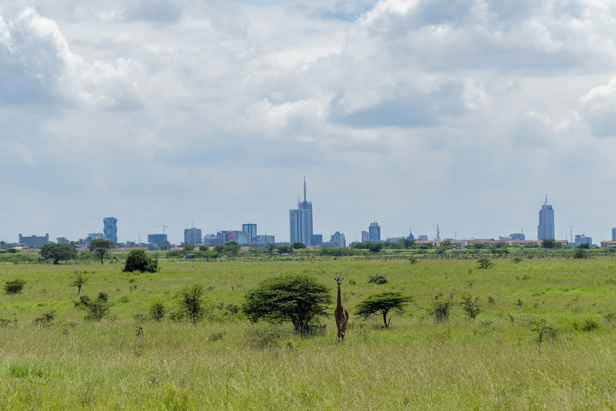 Open grassland with acacia trees and the Nairobi skyline on the horizon